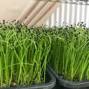 เมล็ด Onion Microgreens