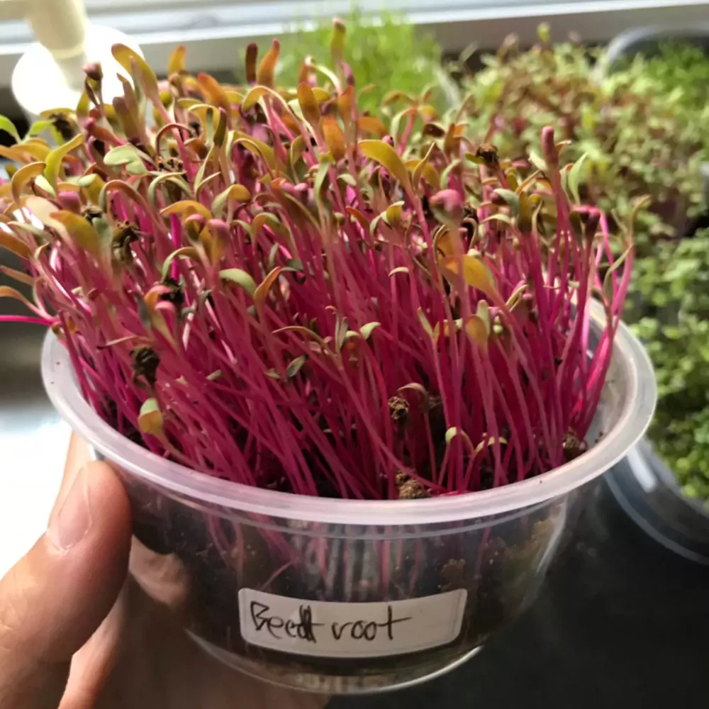 Beetroot Microgreens เมล็ด Beetroot Microgreens