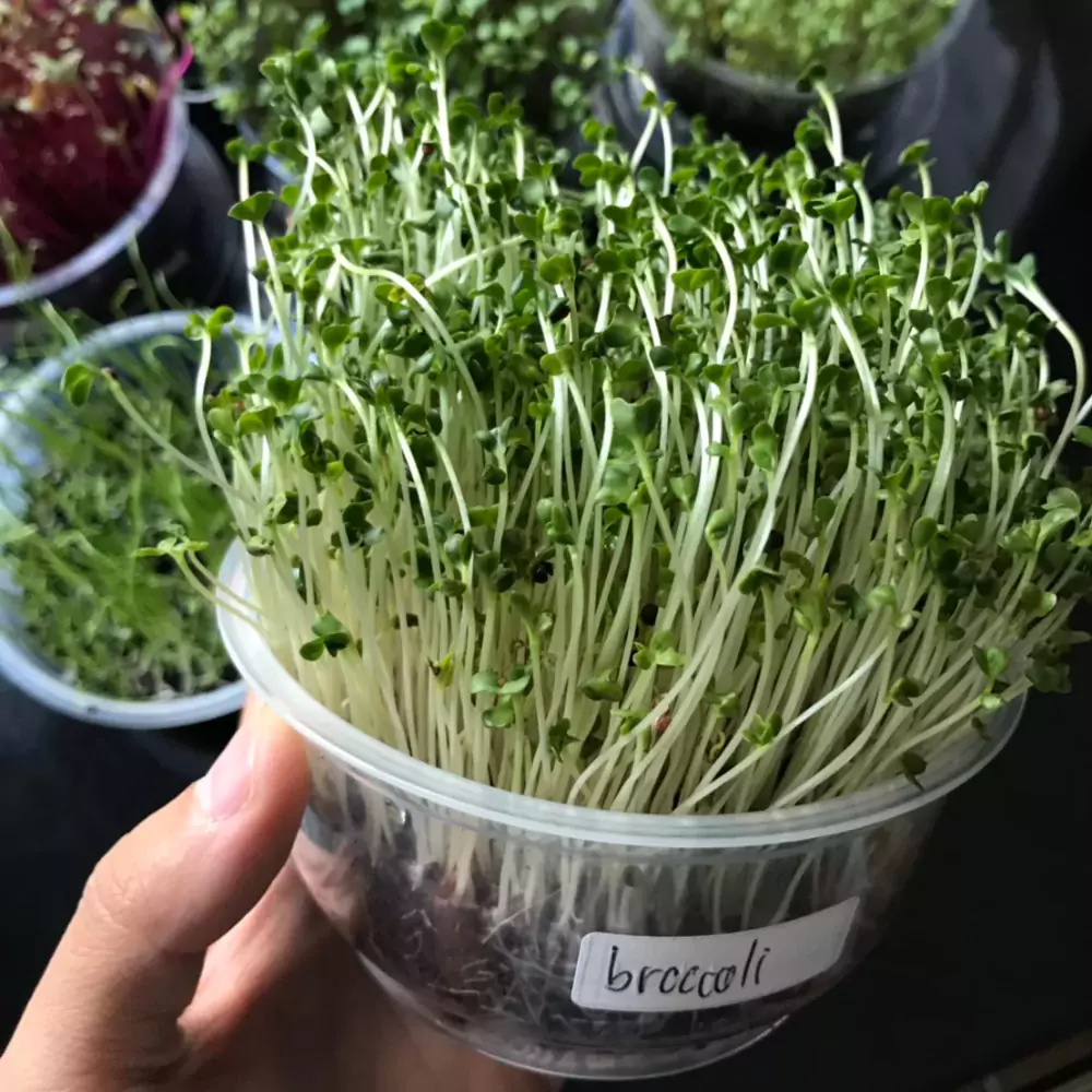 Broccoli Microgreens เมล็ด Broccoli Microgreens