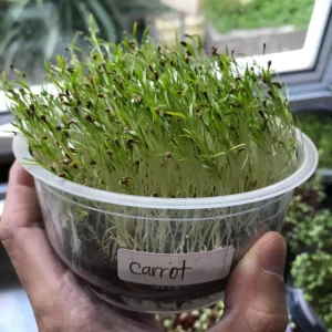 Carrot Microgreens