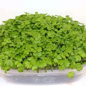 Celery Microgreens Seeds