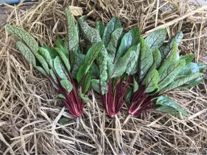 Red Sorrel