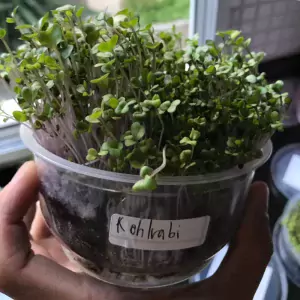 Kohlrabi Purple Microgreens