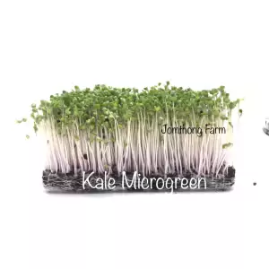 Red Kale