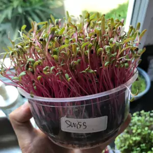 เมล็ด Swiss Chard Microgreen