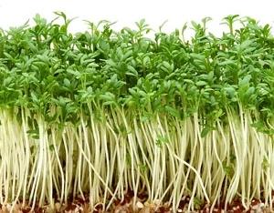 Cressing Cress Microgreens