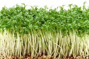 Cressing Cress Microgreens