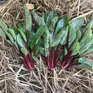 Red Sorrel