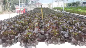 เมล็ดสลัด Red oak